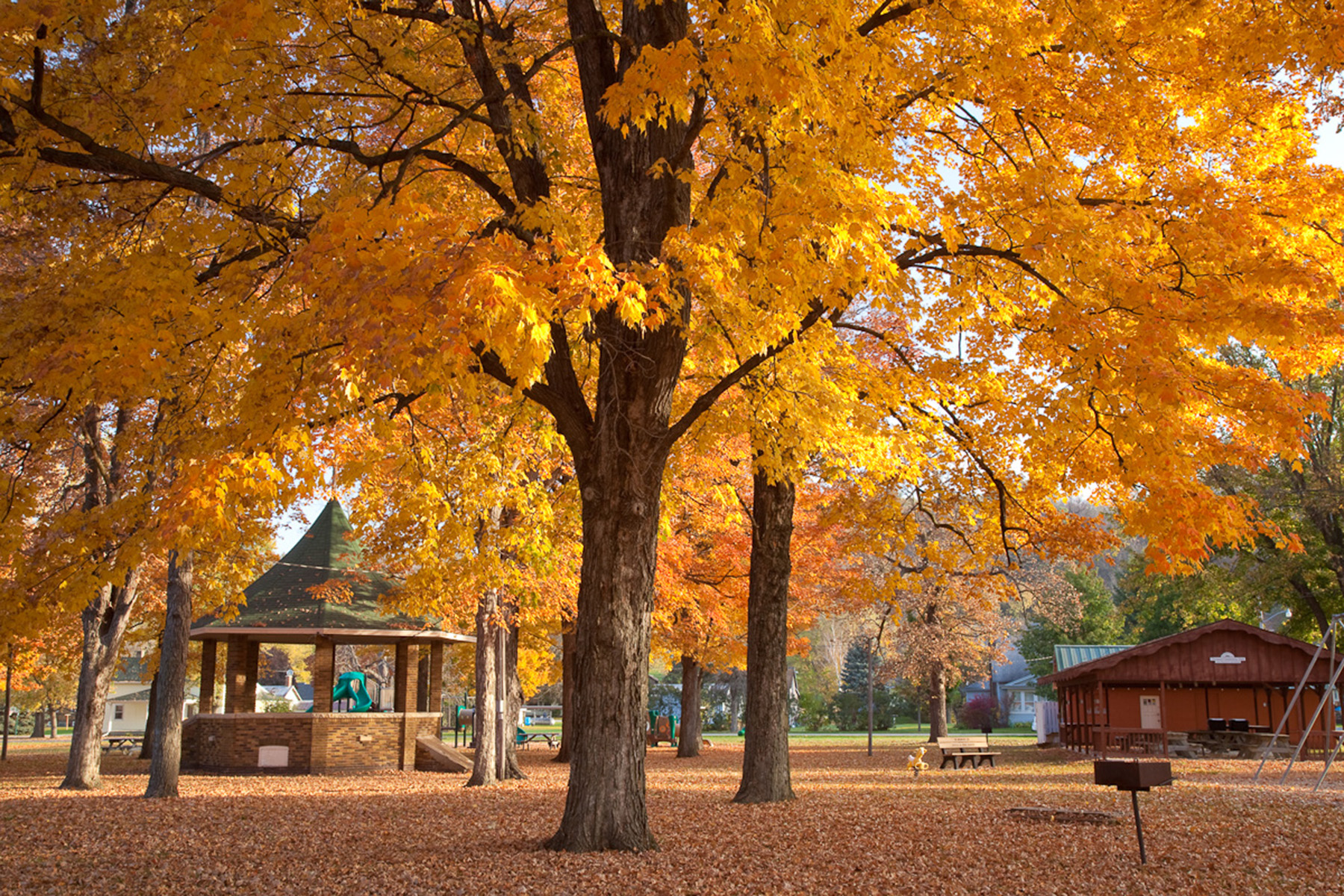 Photo of a yellow tree in the fall in a park